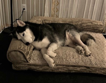 dog-image