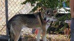 dog-image