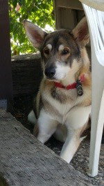 dog-image