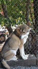 dog-image