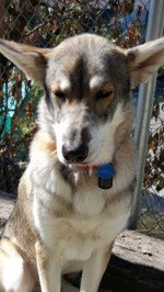 dog-image