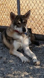 dog-image