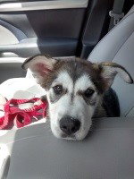 dog-image