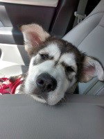 dog-image