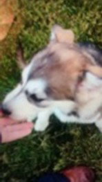 dog-image