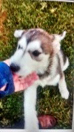 dog-image