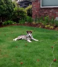 dog-image