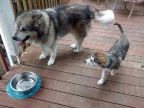 dog-image