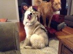 dog-image