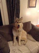 dog-image