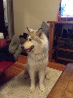 dog-image