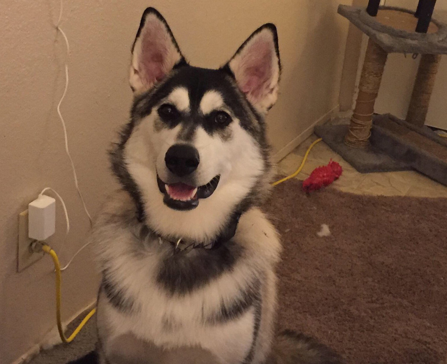 dog-image