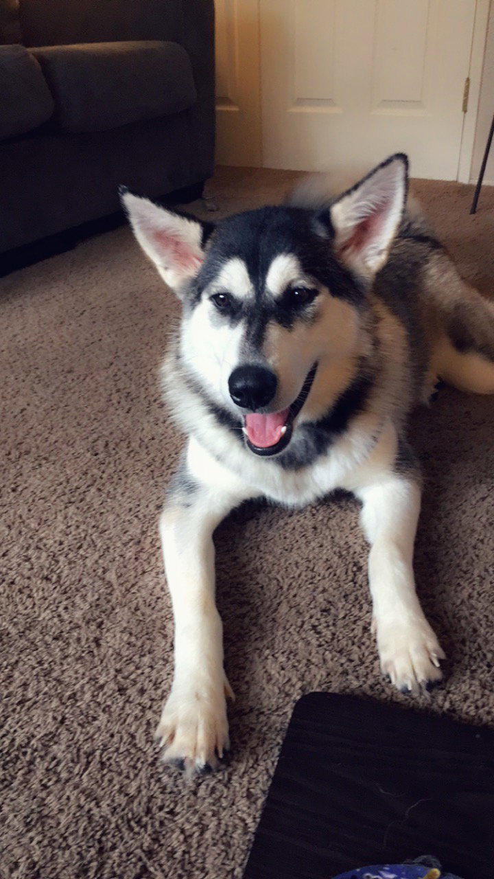 dog-image
