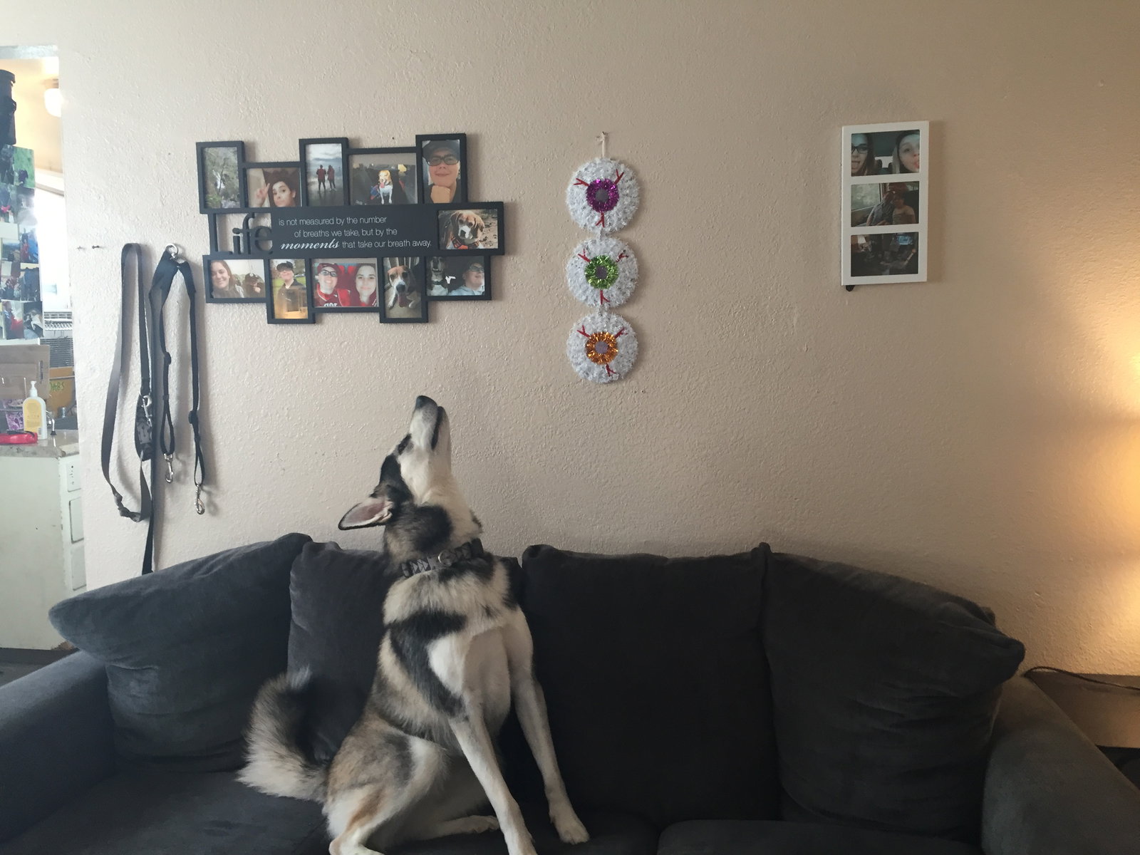 dog-image