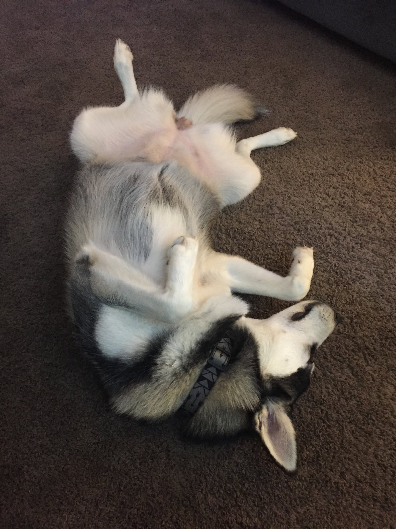 dog-image