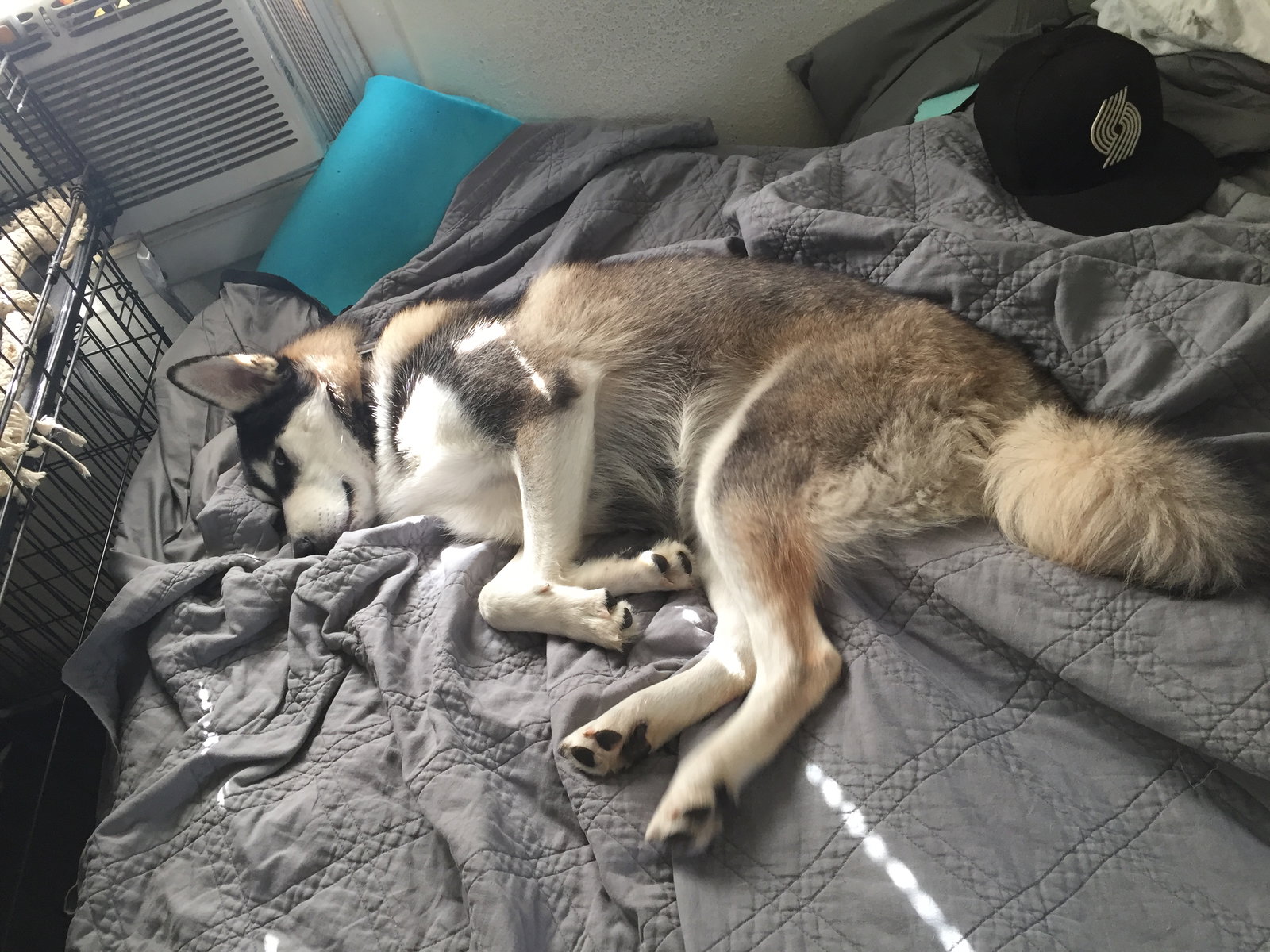 dog-image