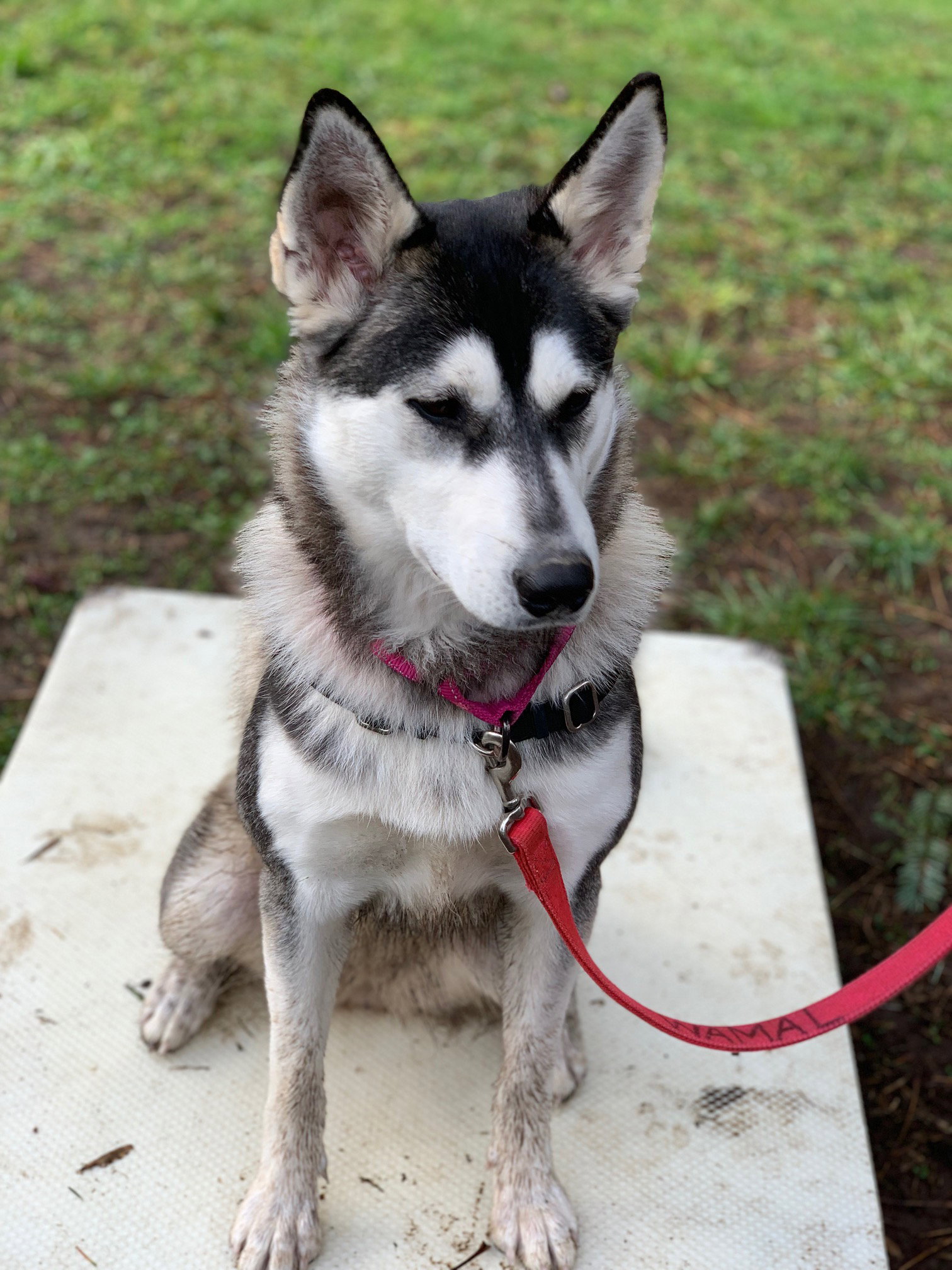 dog-image