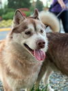 KONA (Courtesy Listing)