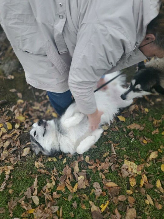 dog-image
