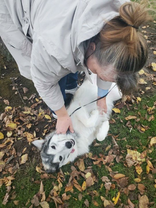 dog-image