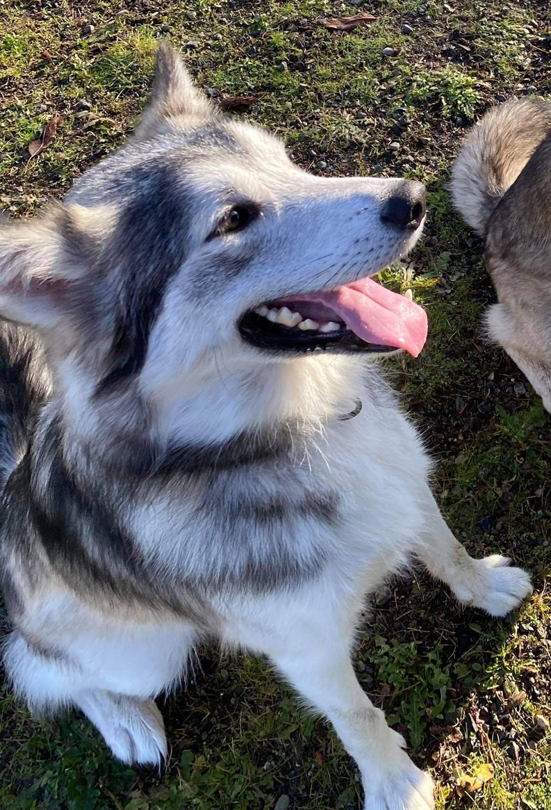 dog-image