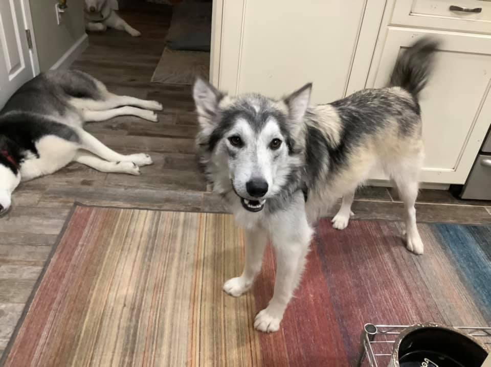 dog-image
