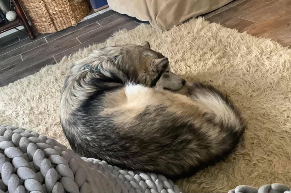 dog-image