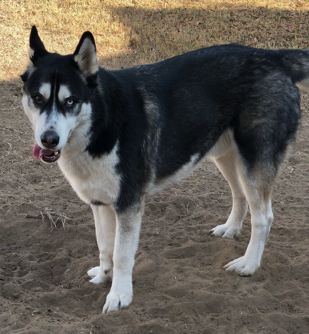 dog-image