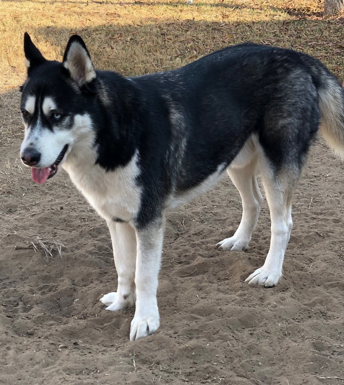 dog-image