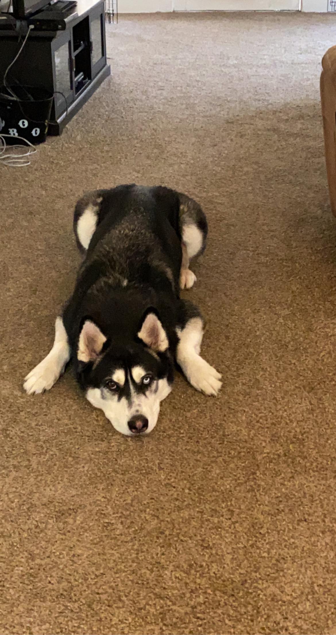 dog-image