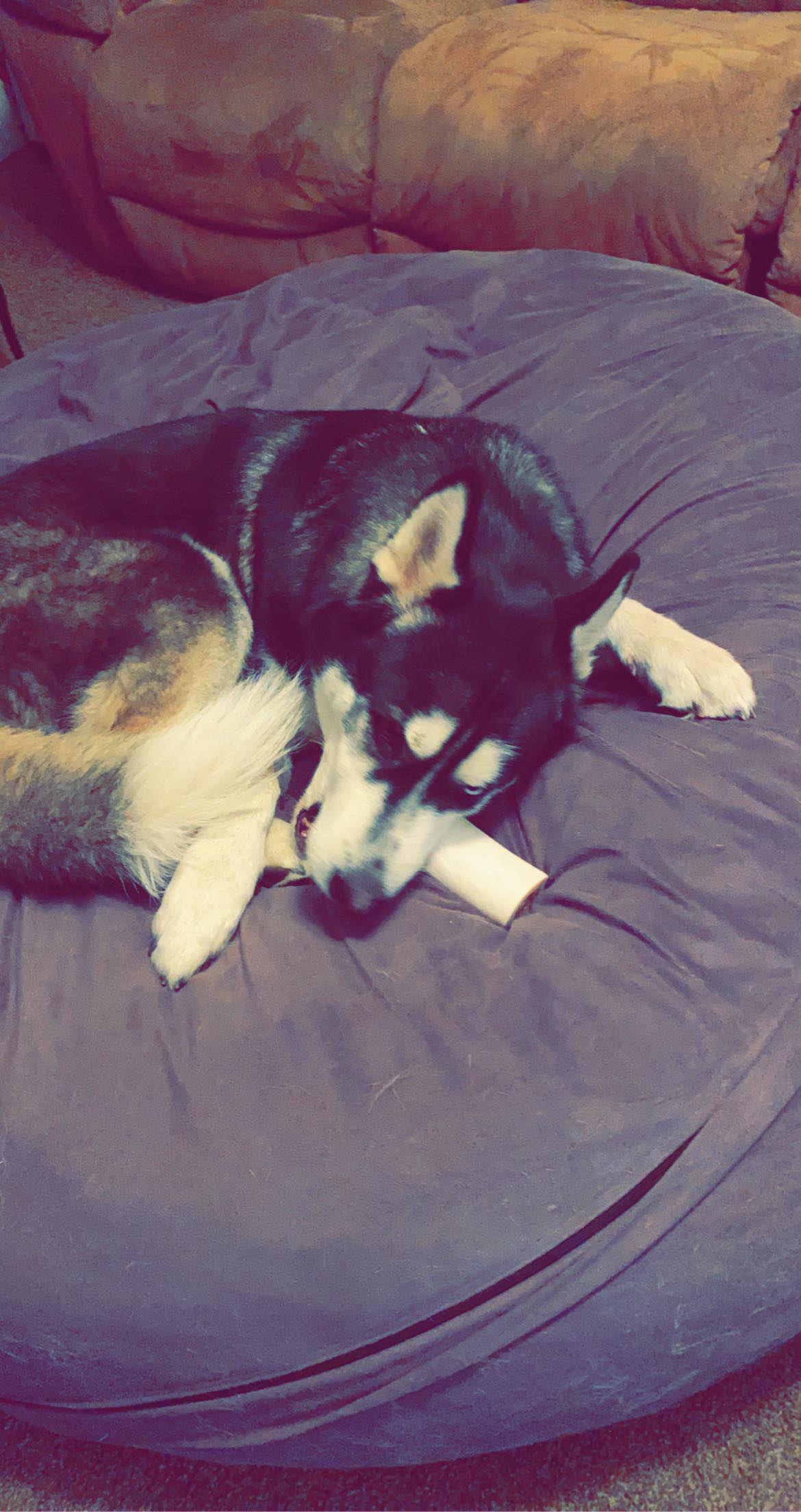 dog-image