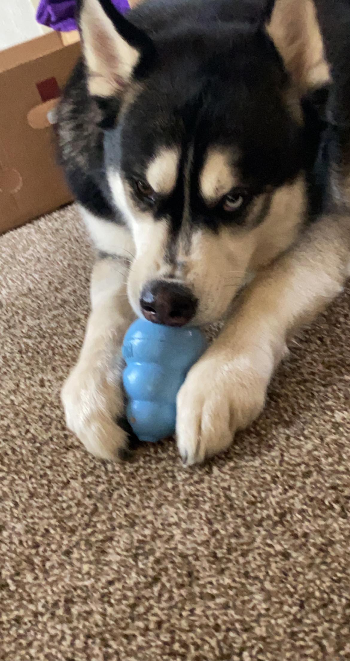 dog-image