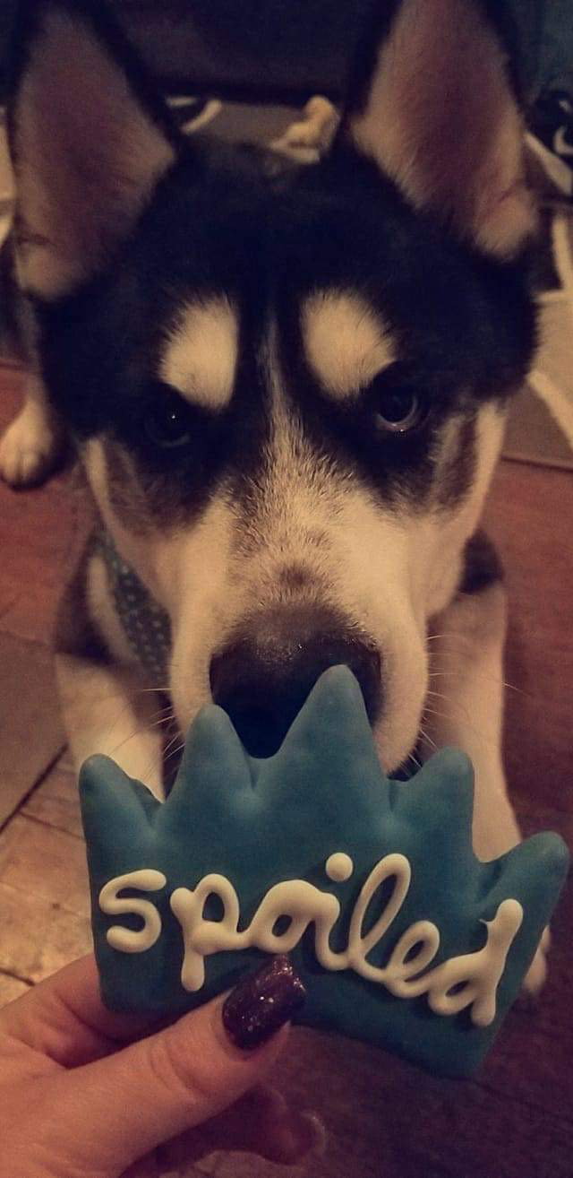 dog-image