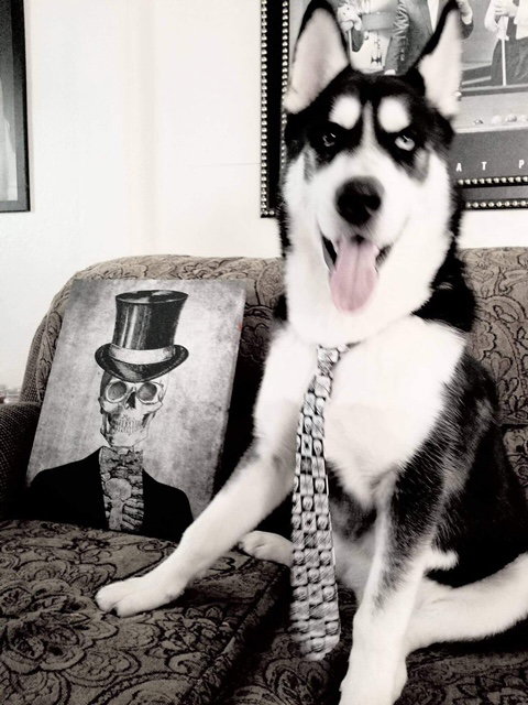 dog-image