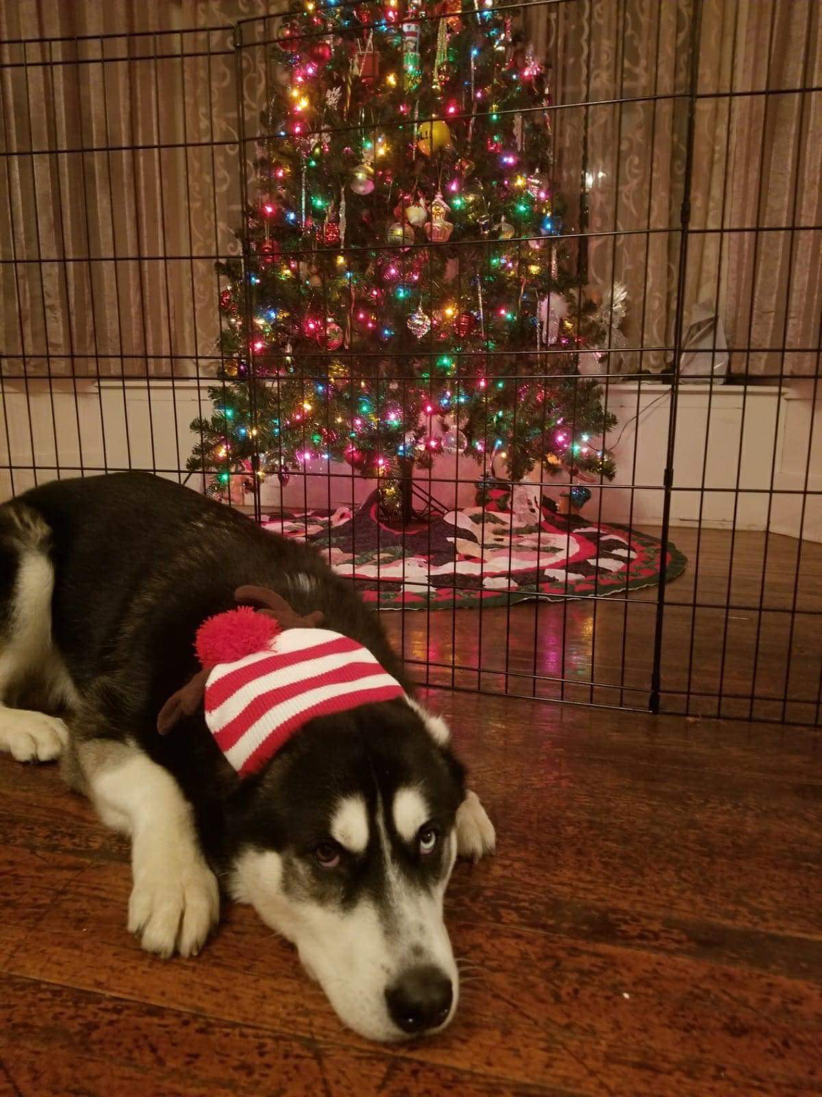 dog-image