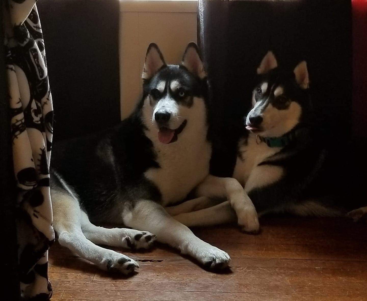 dog-image