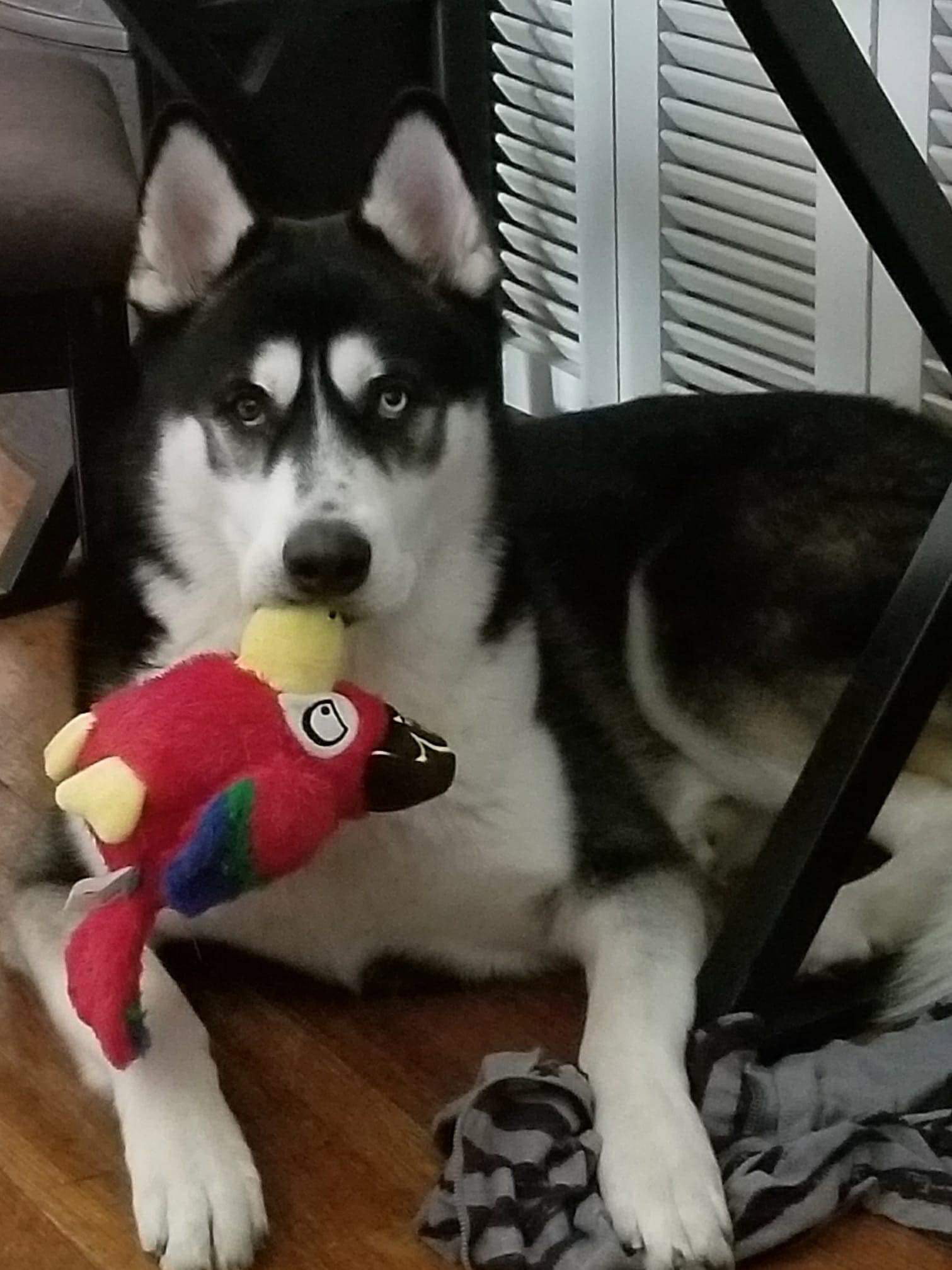 dog-image