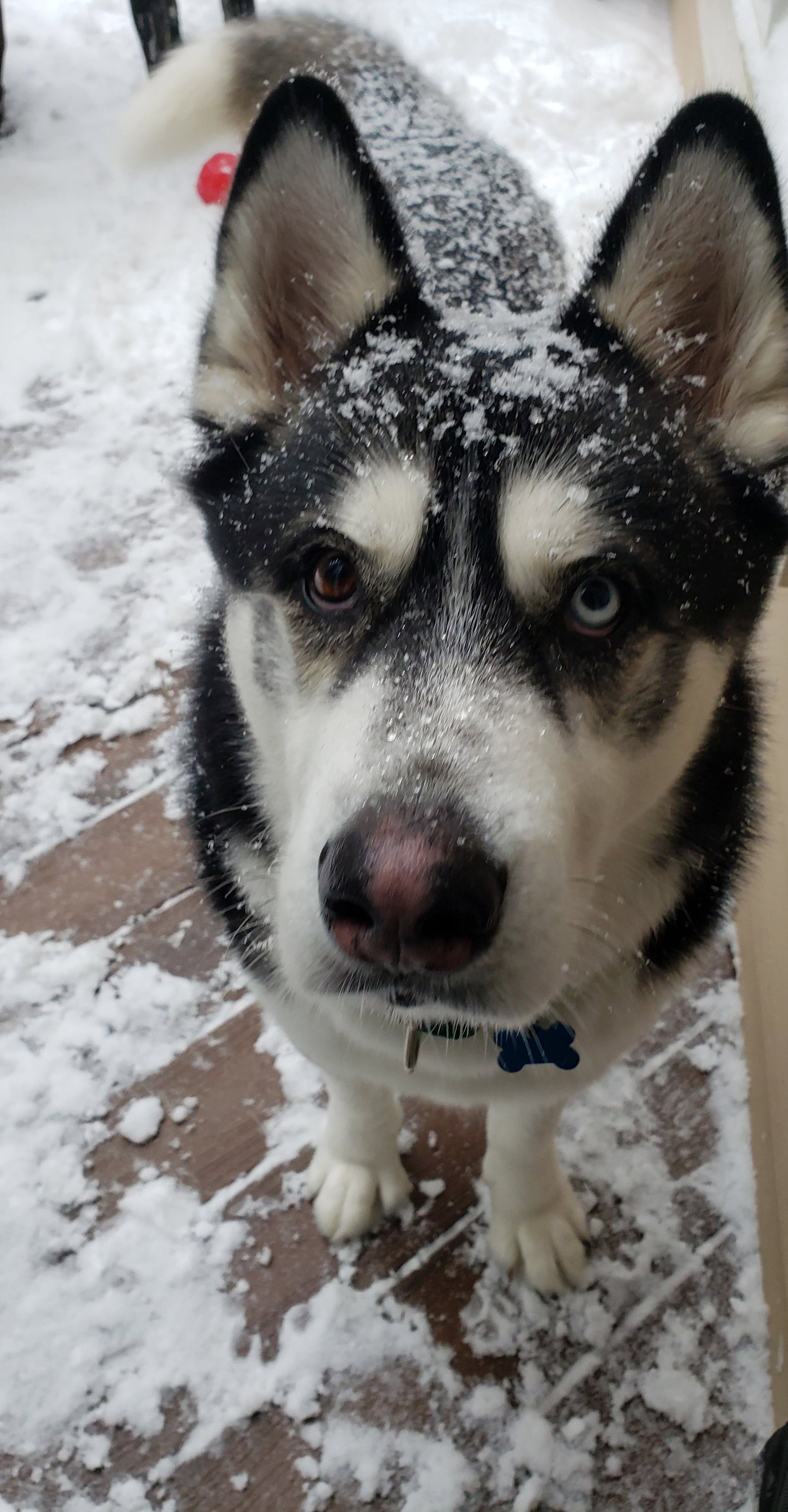 dog-image