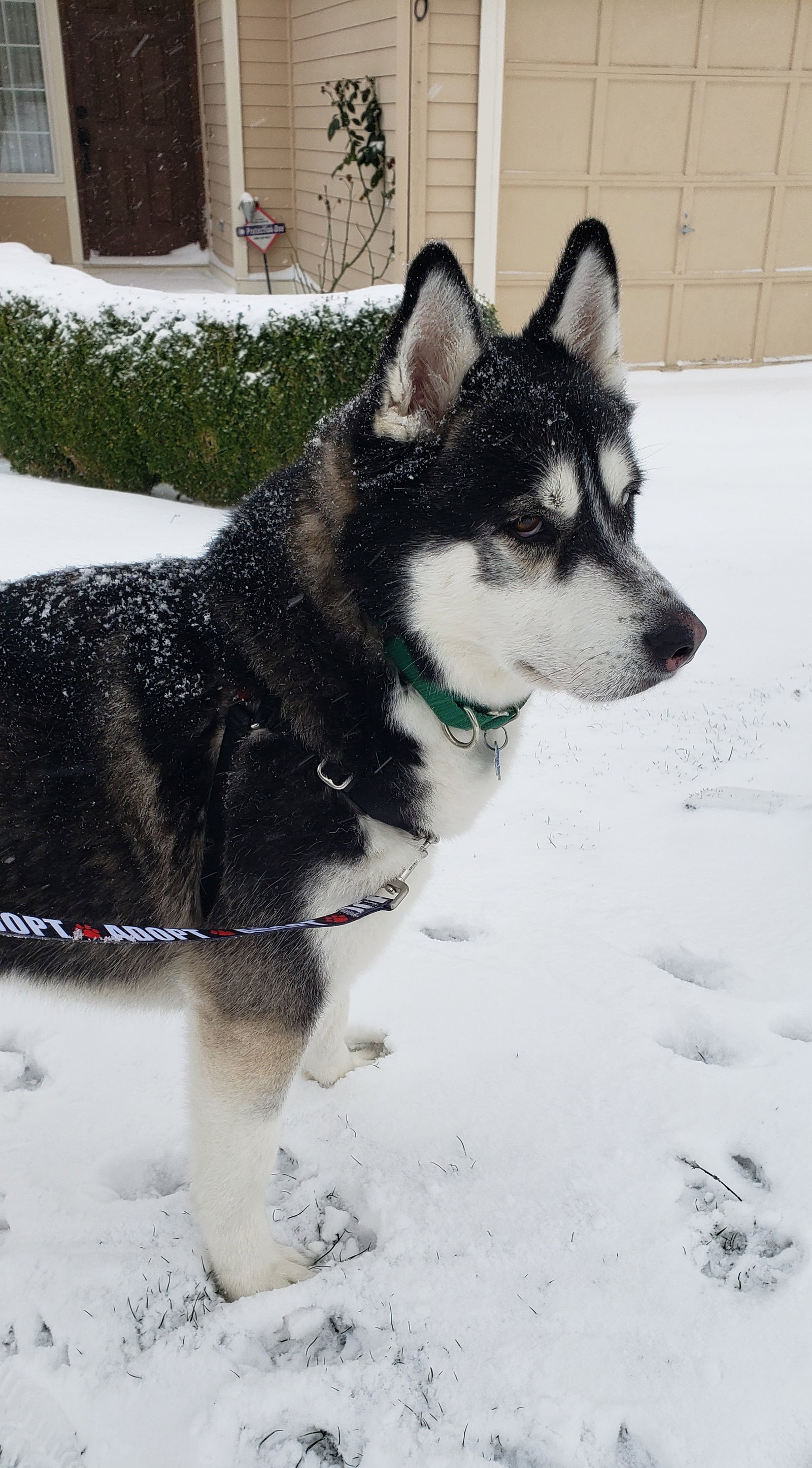 dog-image