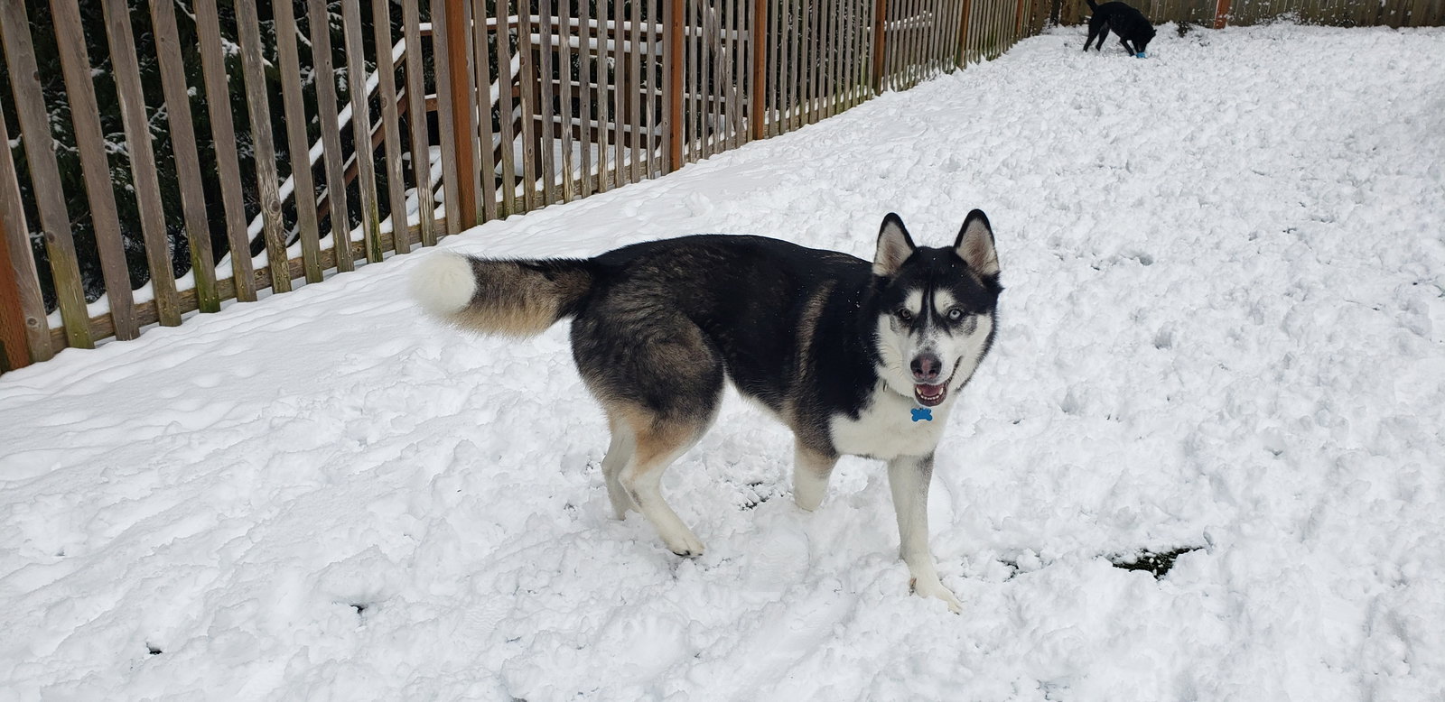dog-image