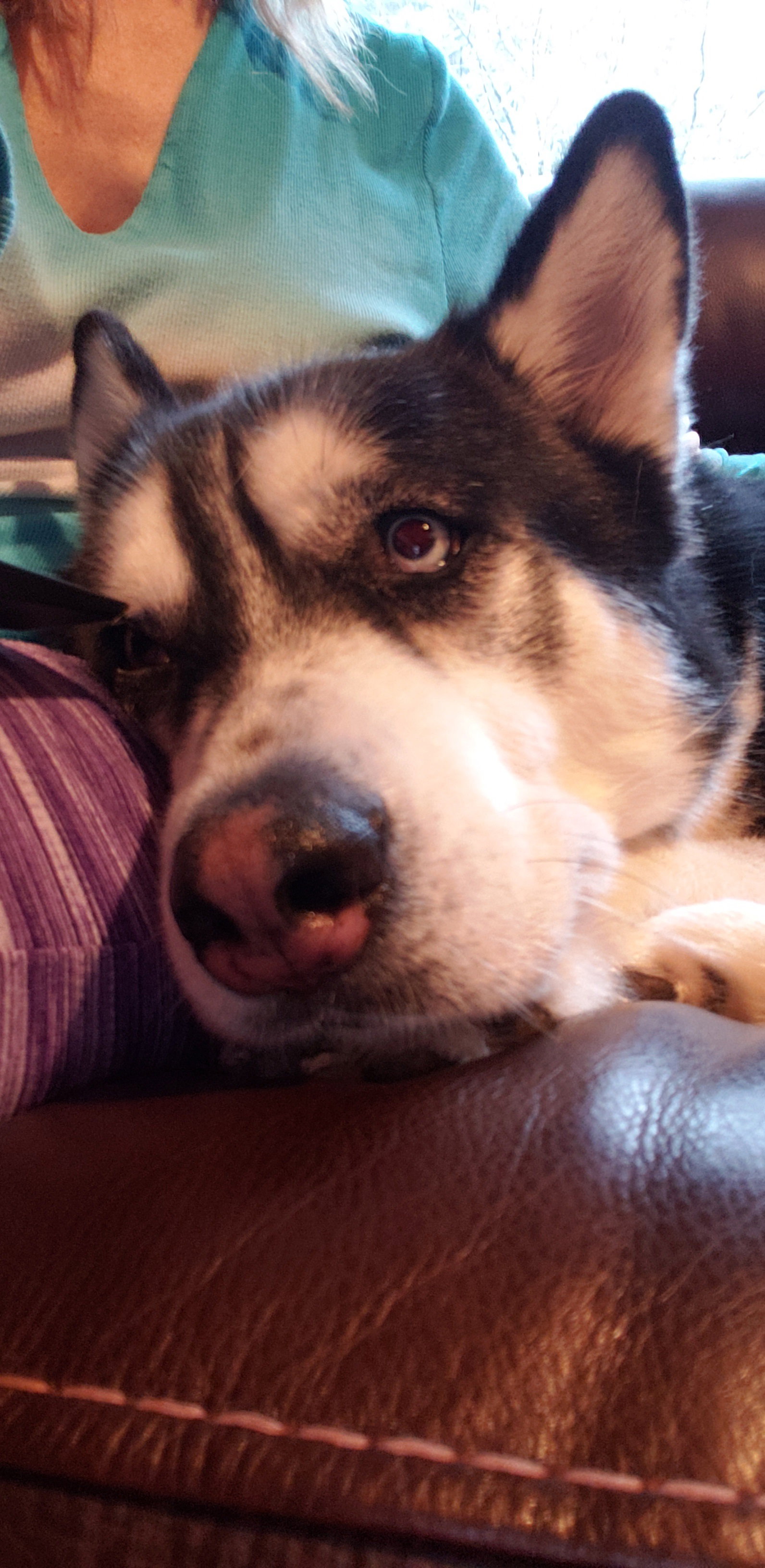 dog-image