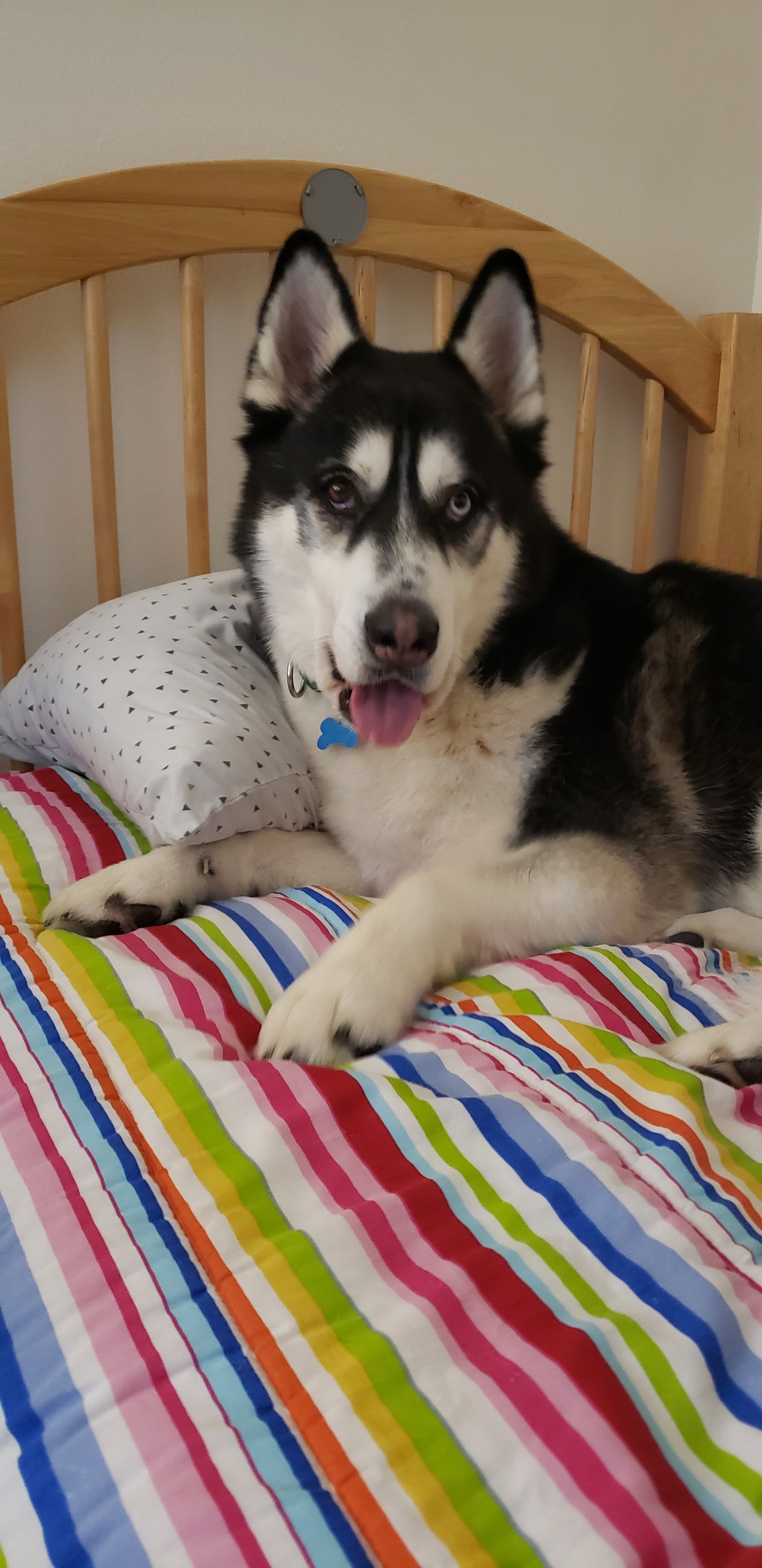 dog-image