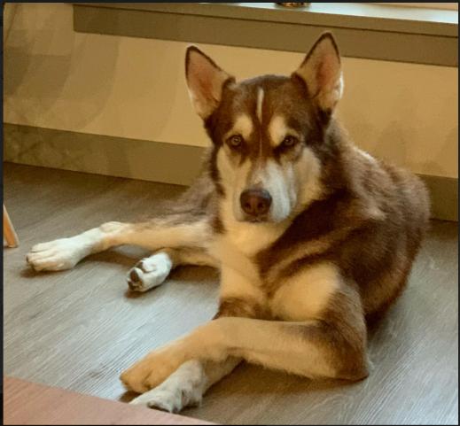 dog-image