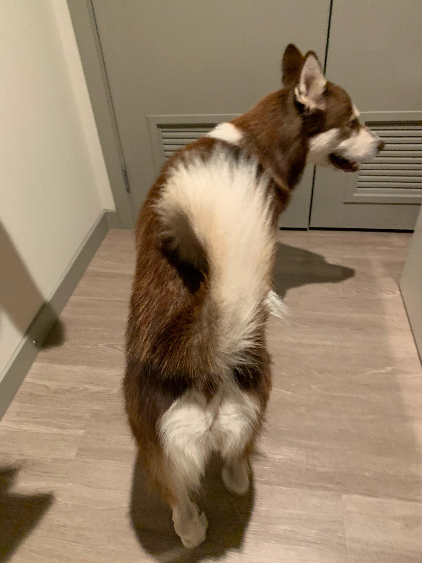 dog-image