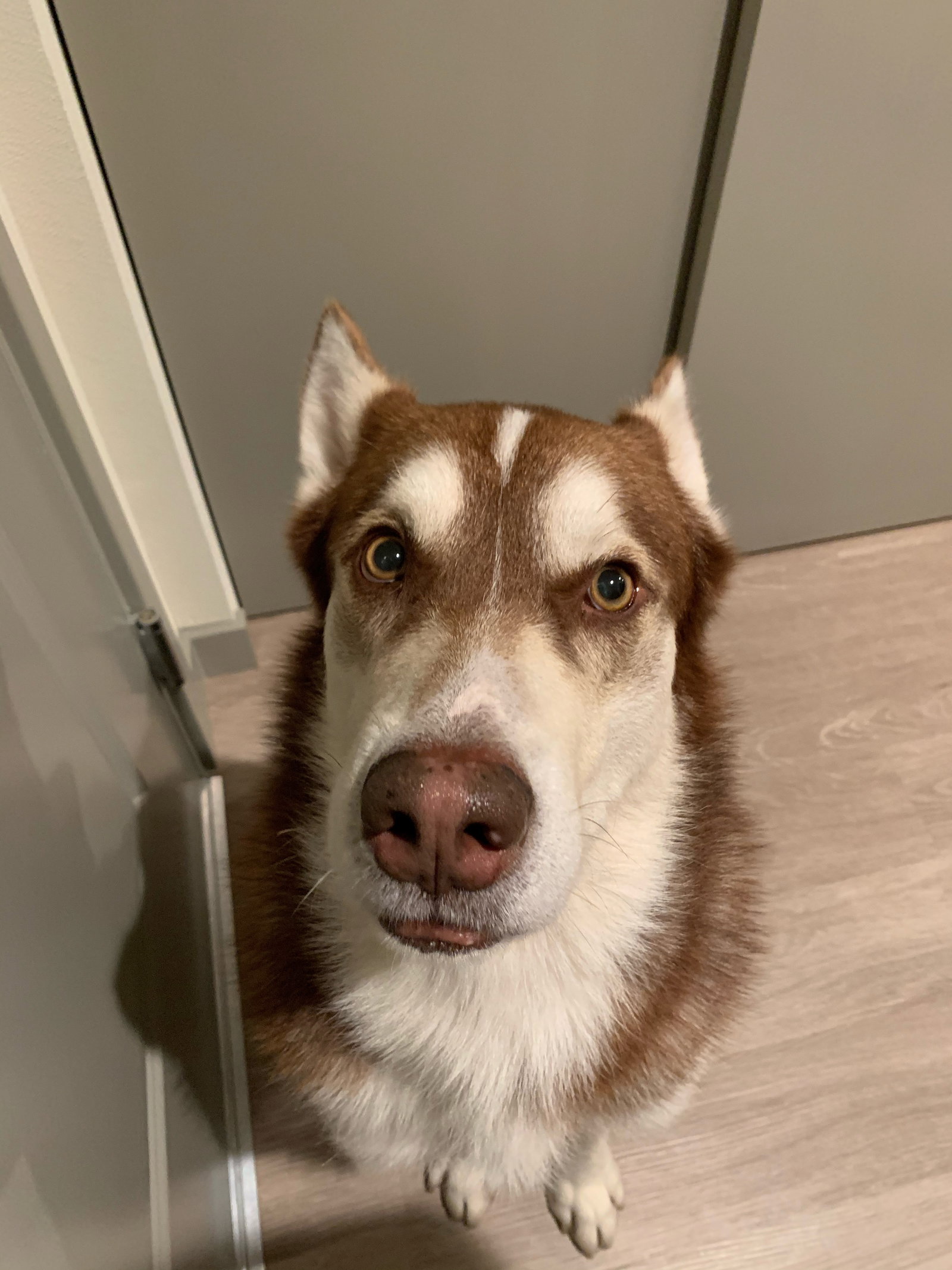 dog-image