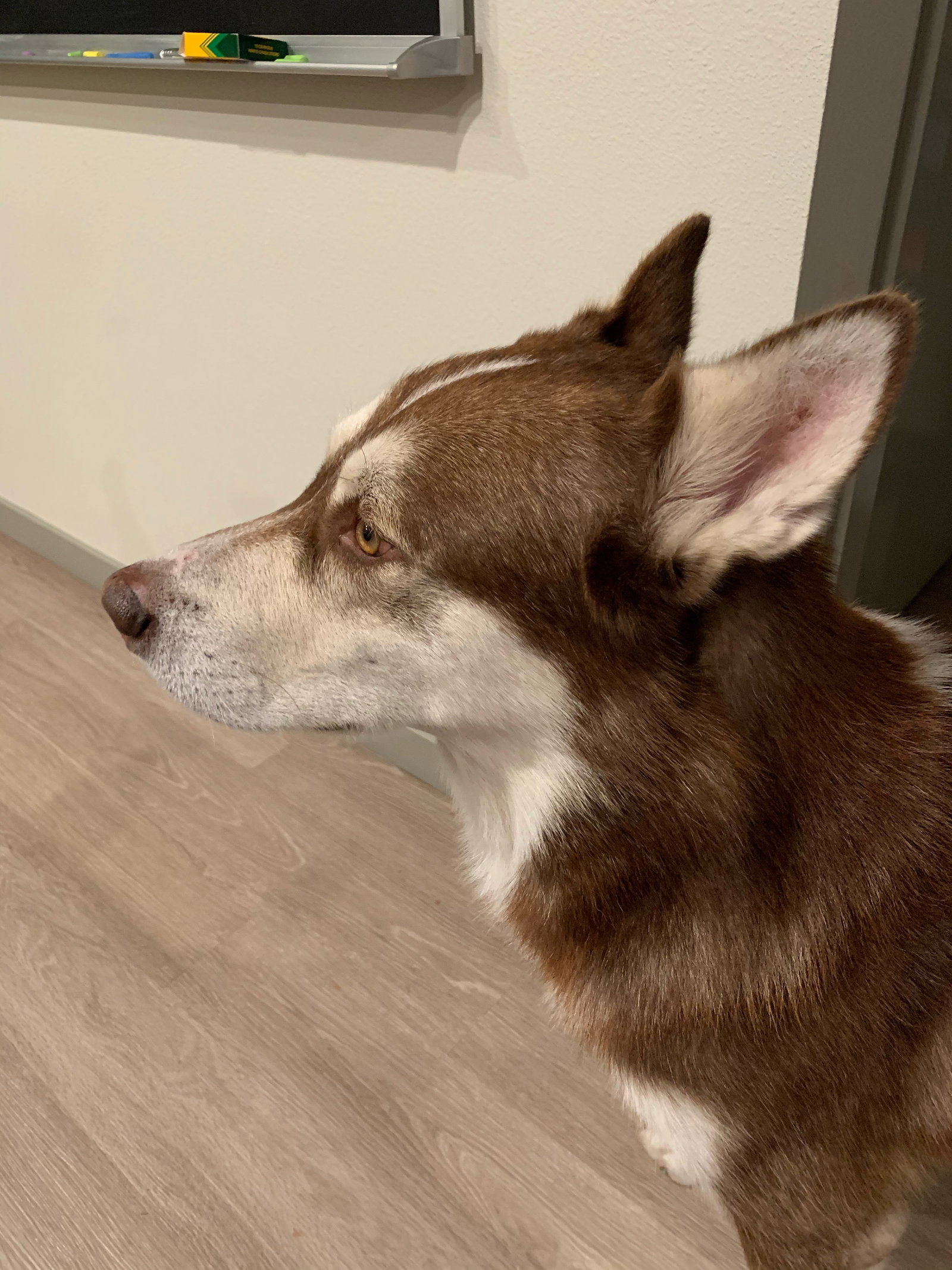 dog-image