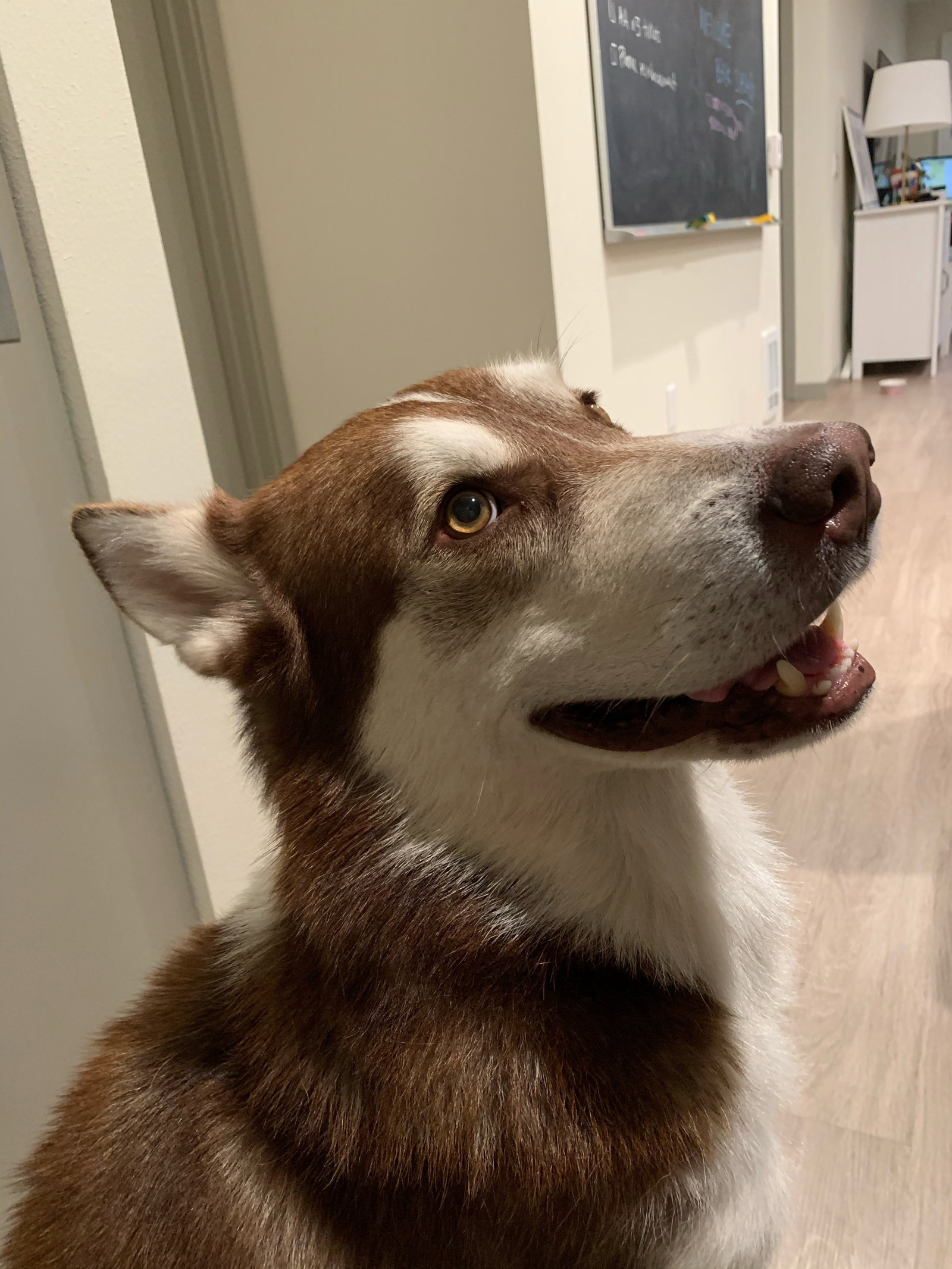 dog-image