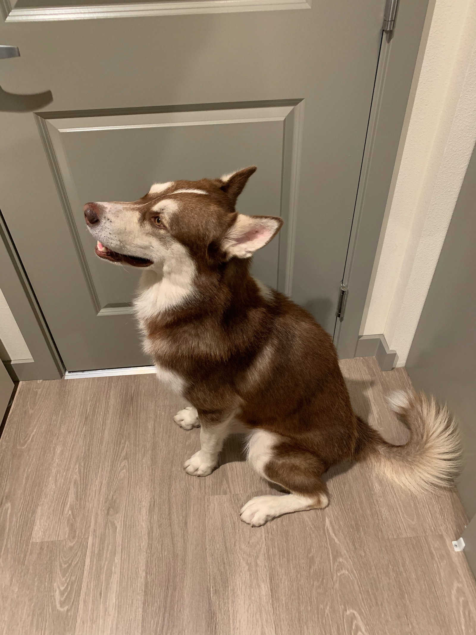dog-image