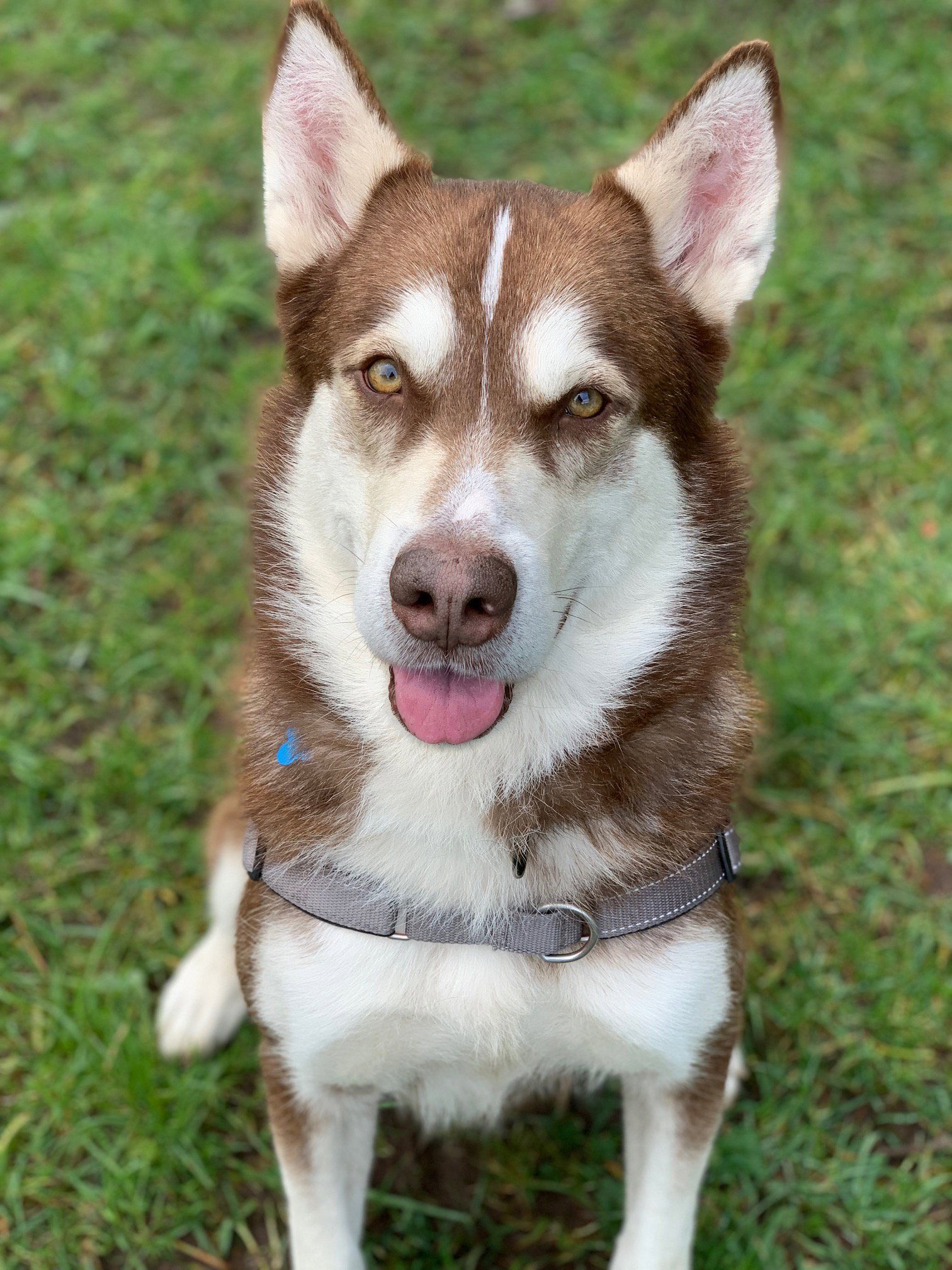dog-image