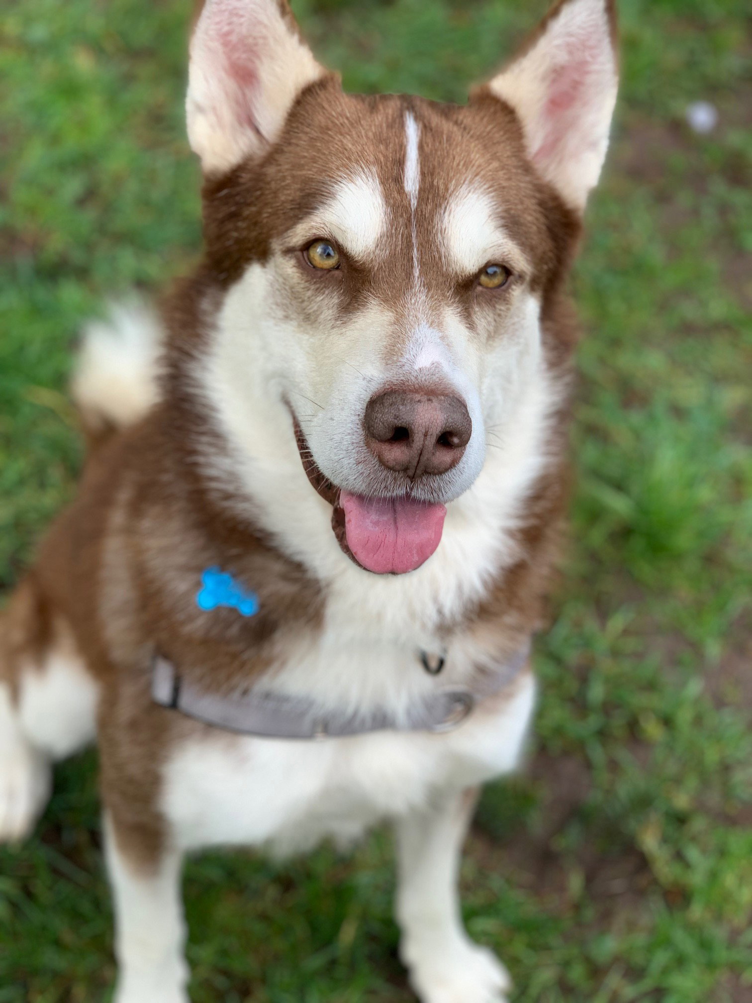 SLASH (renamed Slushy)